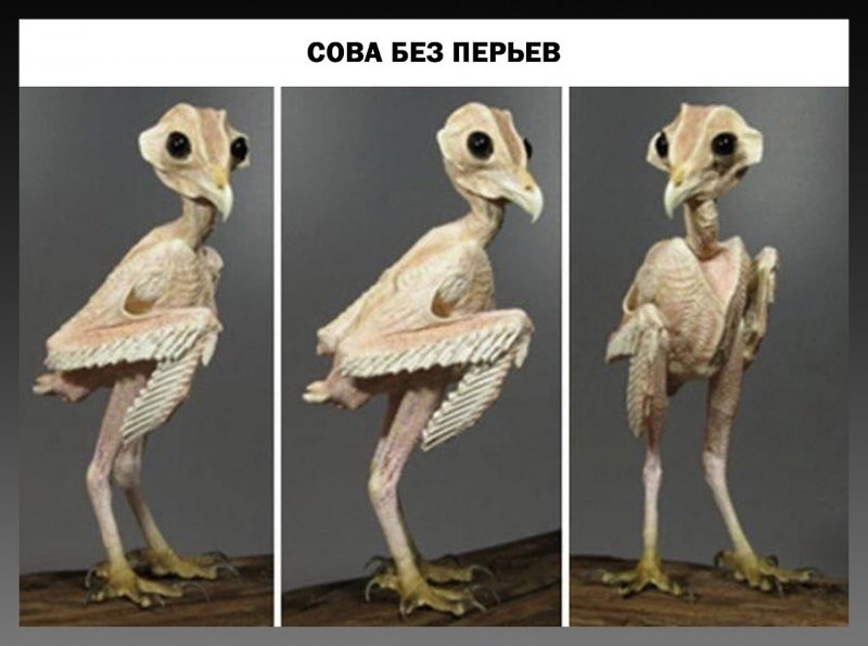 Сова сипуха без перьев