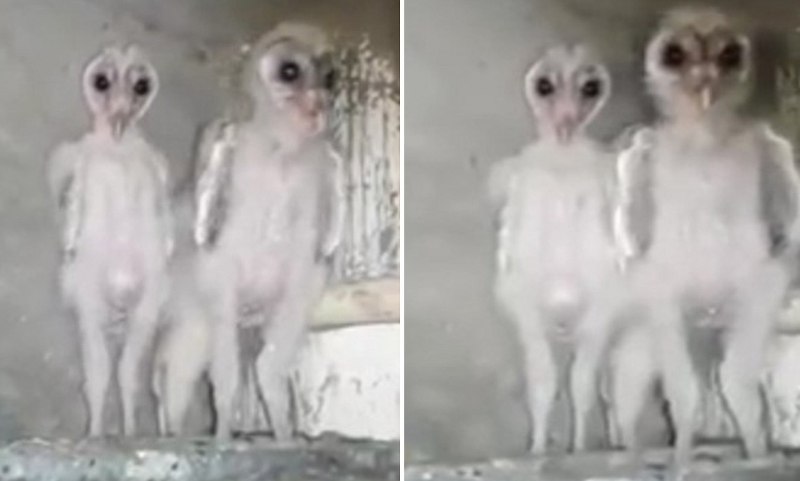 Сколько стоит Сова Королевская белая
