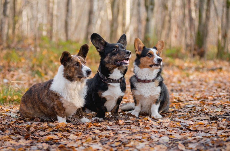 Welsh Corgi Cardigan
