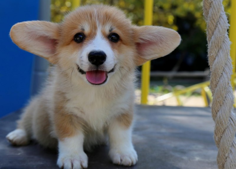 FORMYDOGS вельш корги