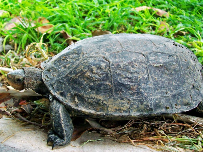 Каспийская черепаха mauremys caspica