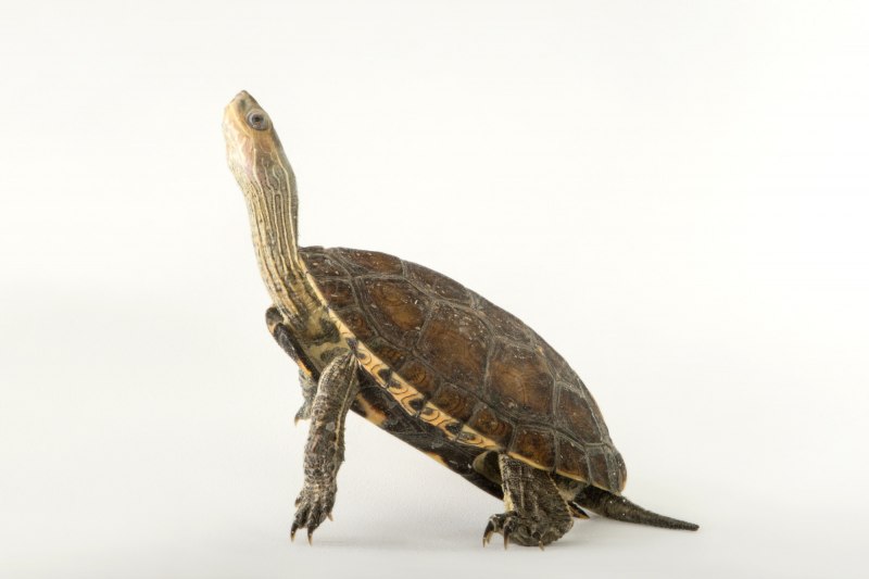 Mauremys caspica