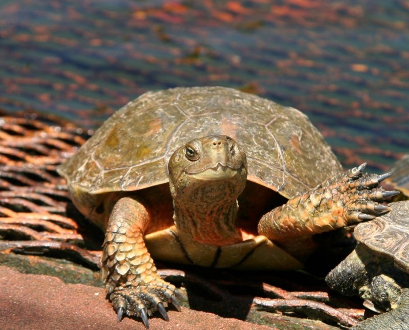 Каймановая черепаха (Chelydra serpentina)