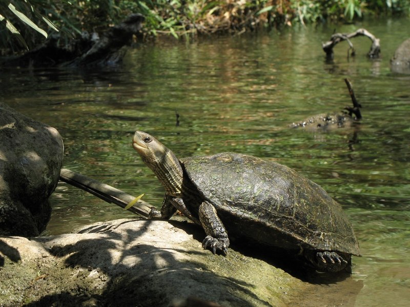 Mauremys rivulata