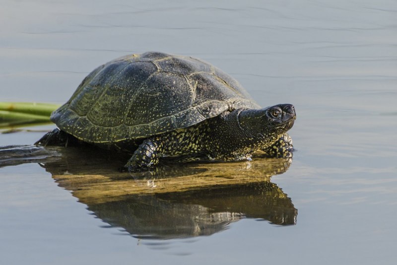 Средиземноморская черепаха Testudo Graeca