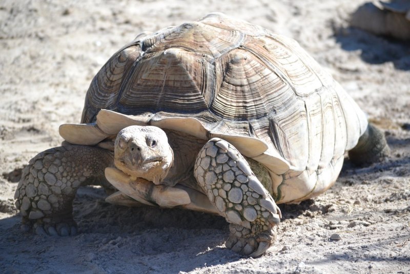Кожистая черепаха Dermochelys coriacea