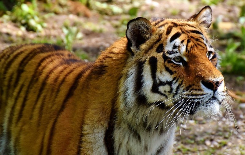 Малайский тигр (Panthera Tigris Jacksoni)