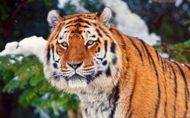 Гималайский тигр (63 фото)