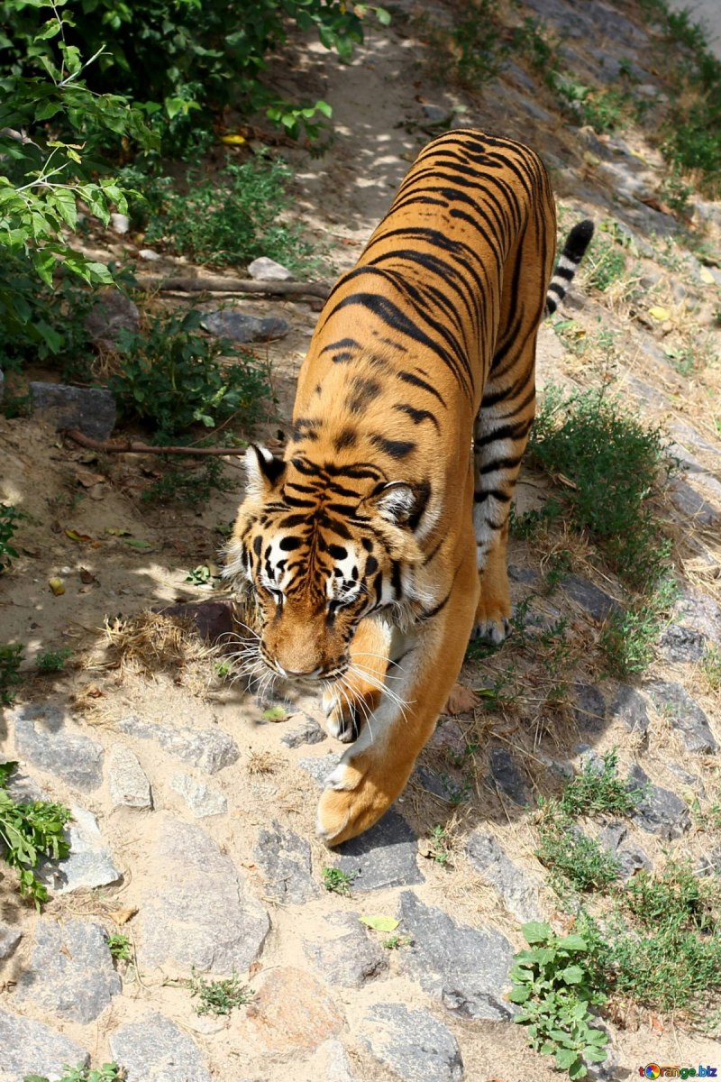 Амурский тигр WWF Michael Nichols