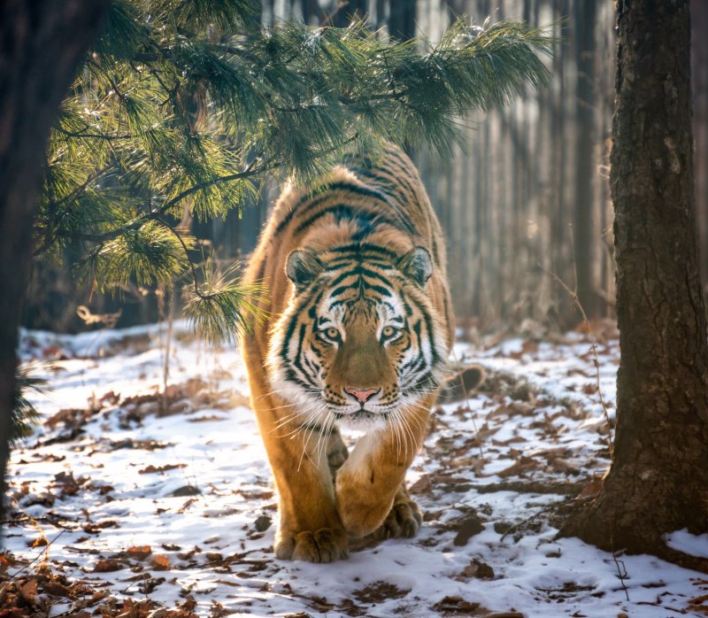 Tiger Spring up