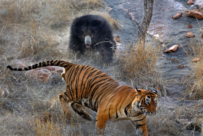 Индокитайский тигр (Panthera Tigris corbetti)