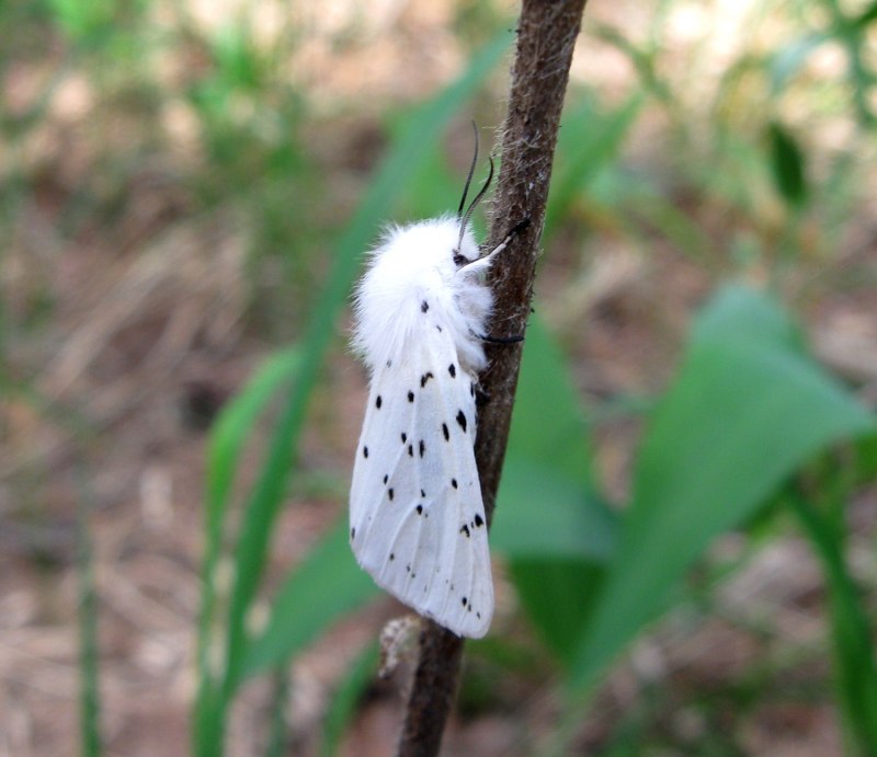 Медведица крапчатая (Spilosoma menthastri)