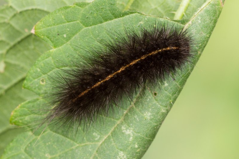 Spilosoma lubricipeda гусеница