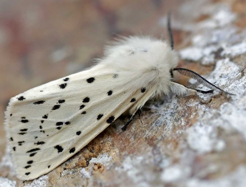 Spilosoma lubricipeda бабочка