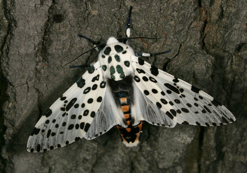 Giant Moth бабочка