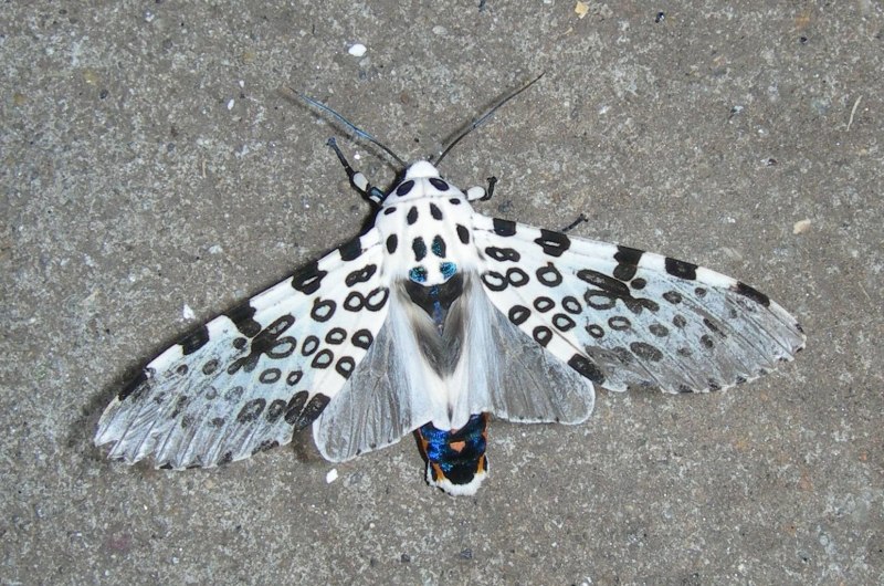 Hypercompe scribonia