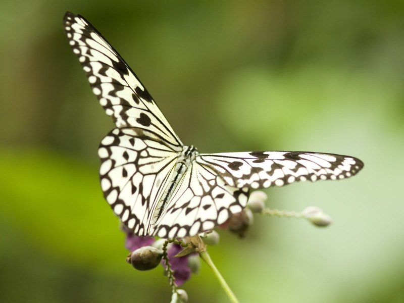 Hypercompe scribonia