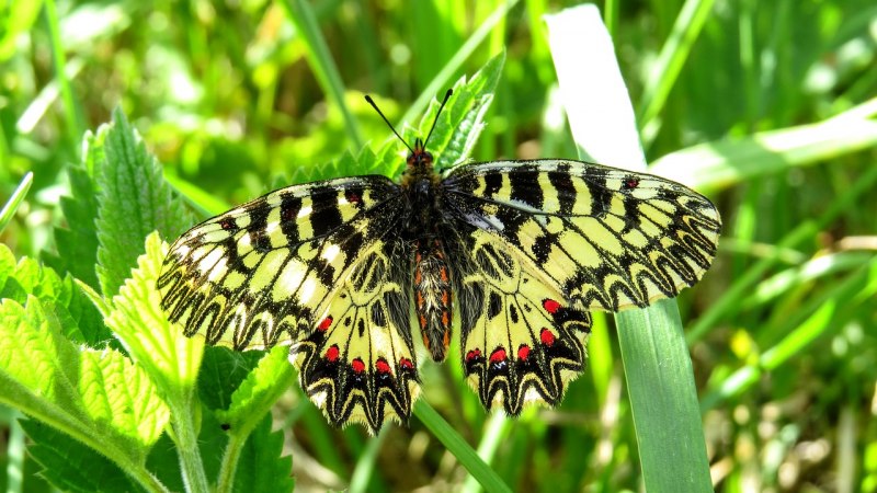 Giant Leopard Moth
