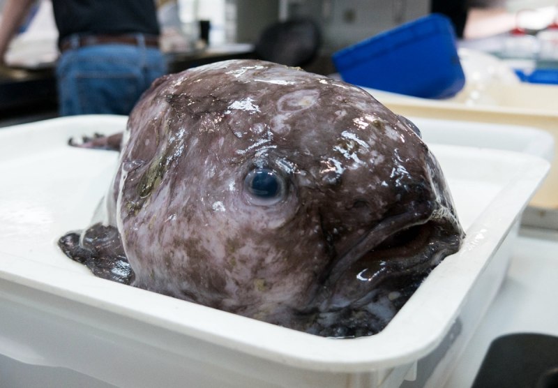 Blobfish игрушка