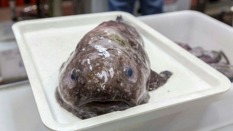 Морская собака Охотское море