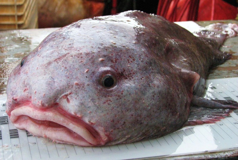 Глубоководная рыба psychrolutes marcidus