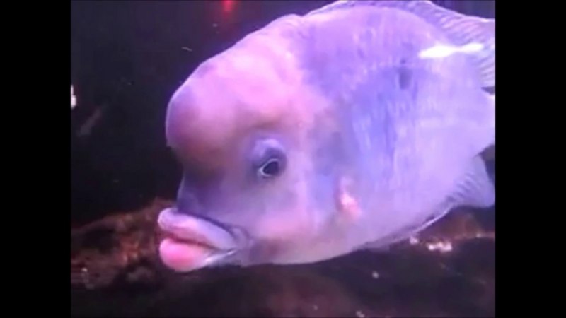 Chlamydoselachus anguineus