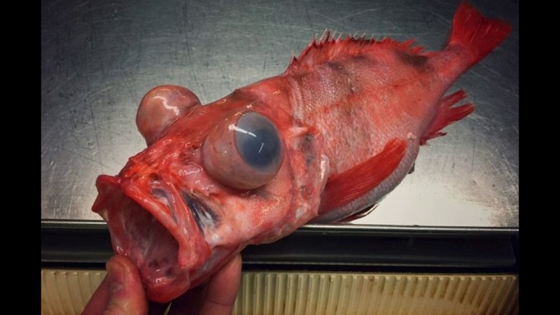Красный морской бычок