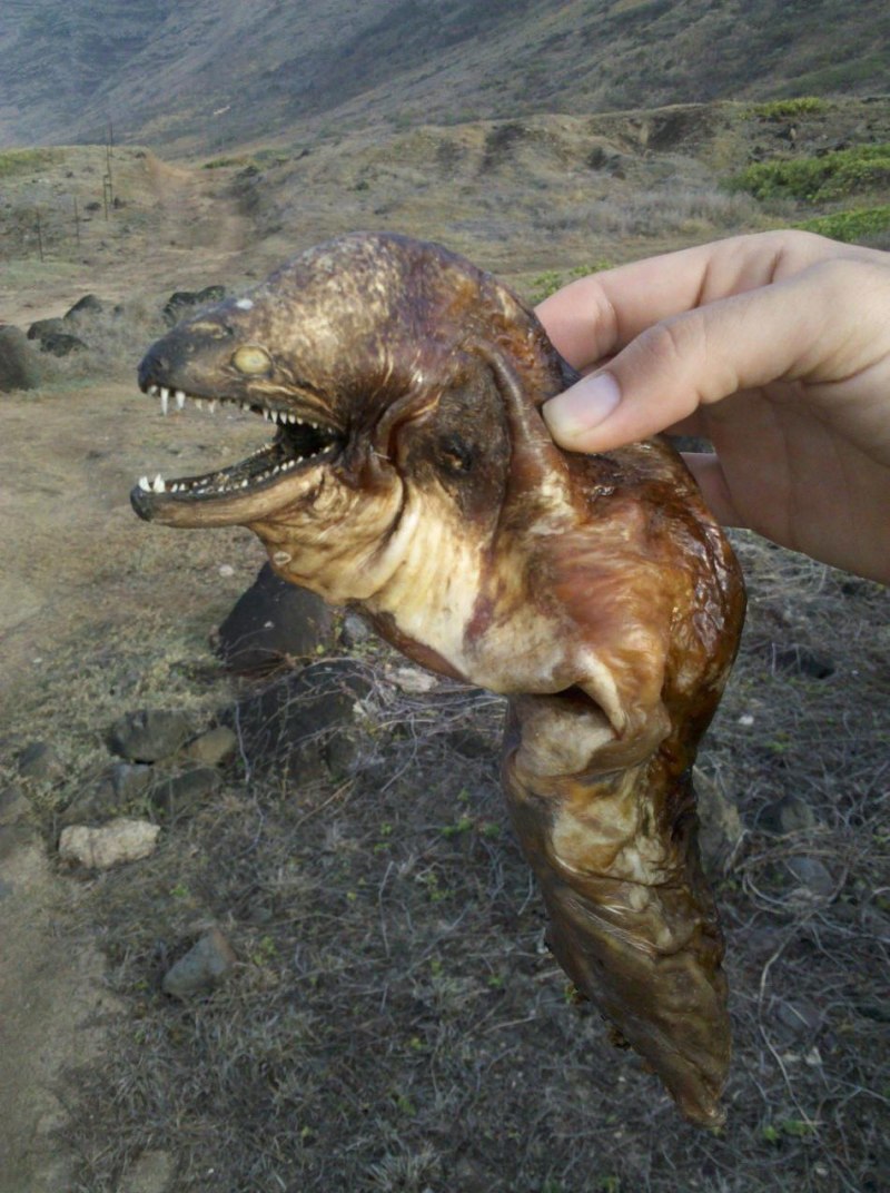 Рыбка Бубырь