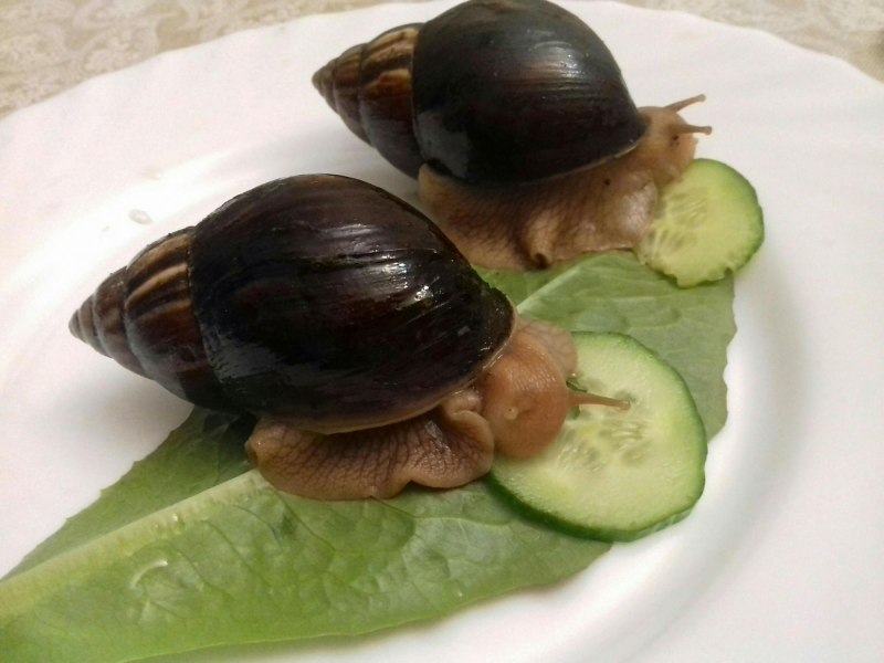 Чёрная улитка ахатина