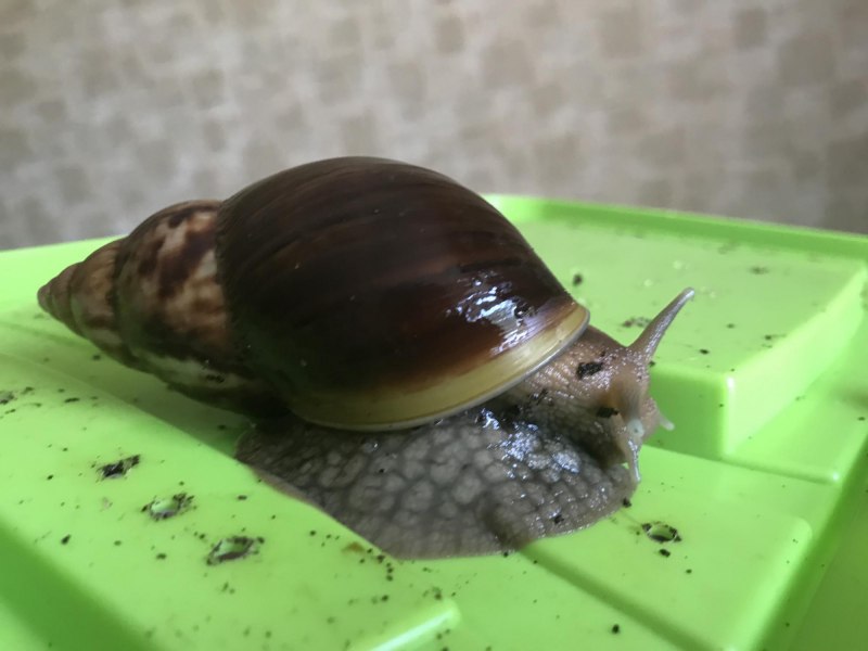Ахатина Fulica hamillei