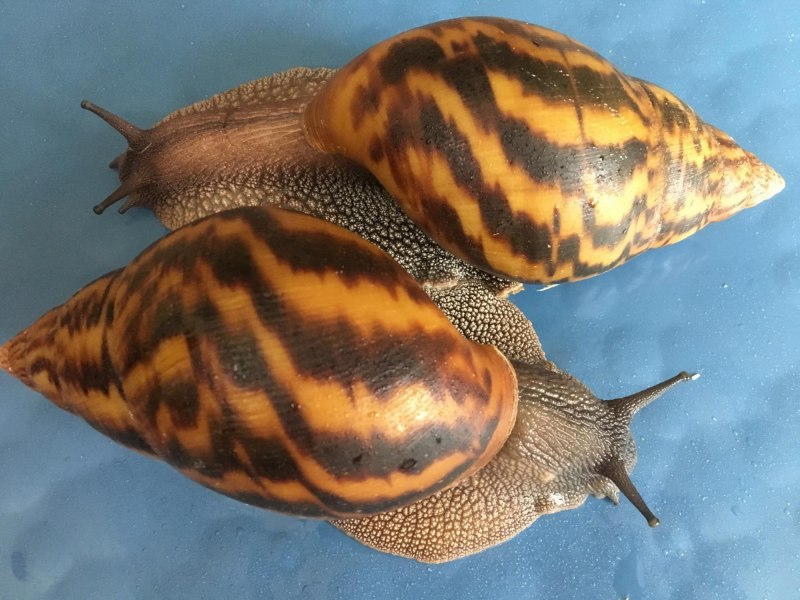 Ахатина фулика (Achatina Fulica)