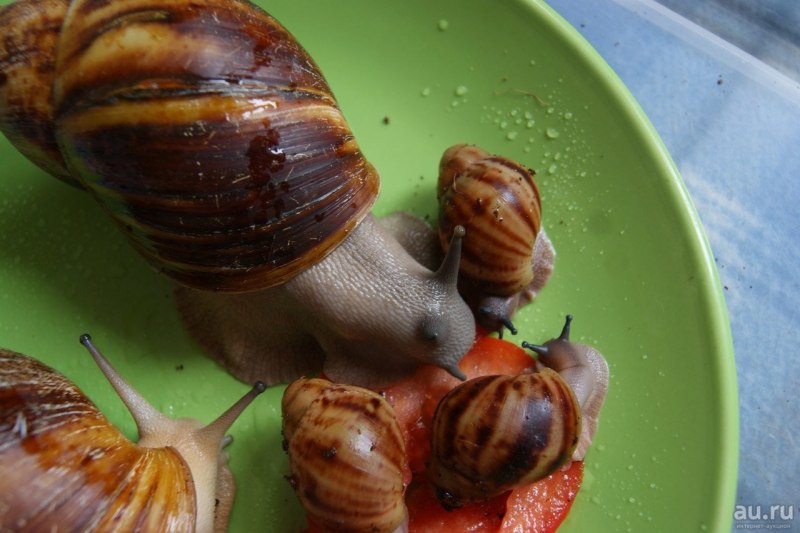 Achatina iredalei (ахатина ирадели).