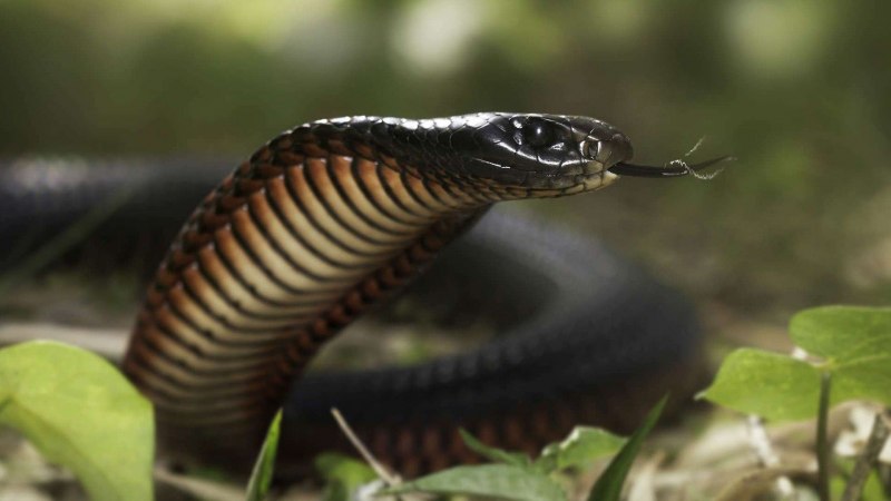 Змея Pseudechis porphyriacus