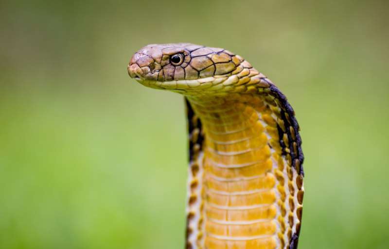 Ophiophagus Hannah