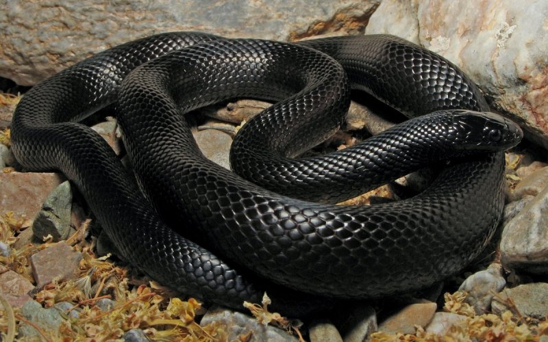 Lampropeltis getula Nigrita