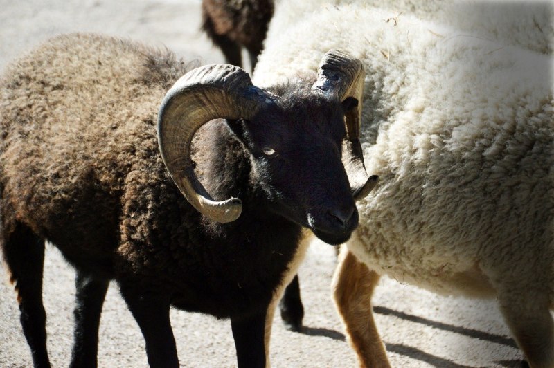 Баран голубойBharal/Blue Sheep