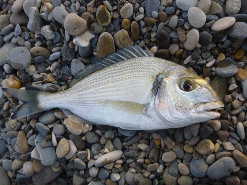 Окунь морской клювач