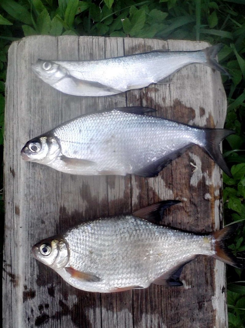 Abramis Sapa aralensis