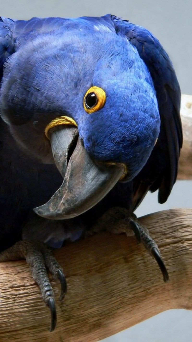 Blue Macaw попугай