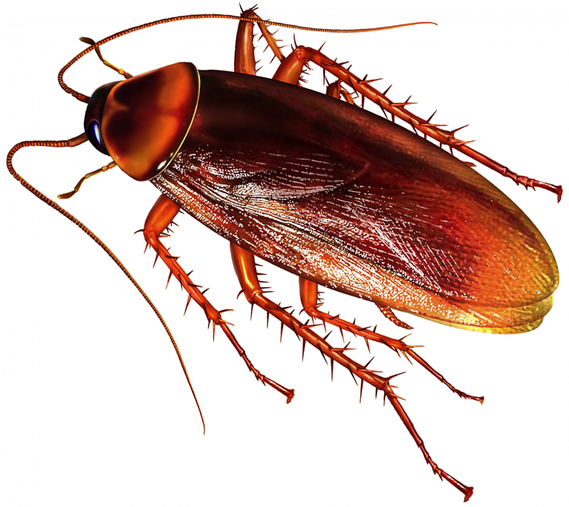 Рыжий таракан насекомые (60 фото)