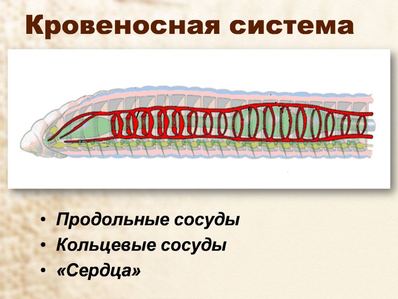 Личинка червяка дождевого