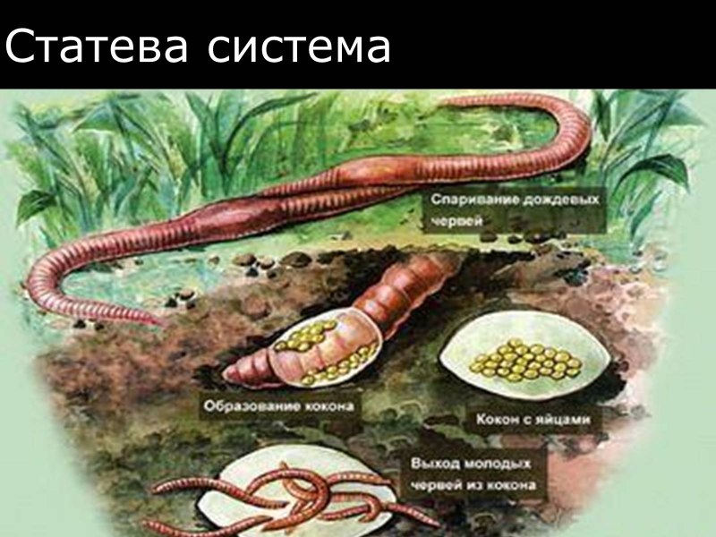 Червь олгой хорхой пустыни Гоби