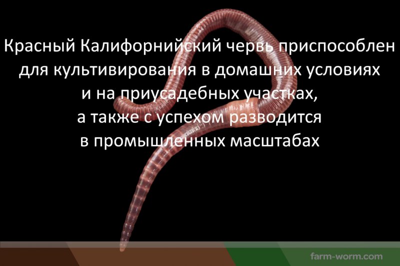 Мертвые дождевые черви