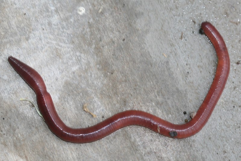 Червь Земляной (Lumbricus terrestris)