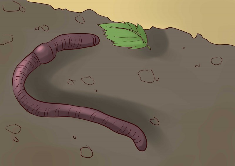 Lumbricus terrestris обыкновенный дождевой червь