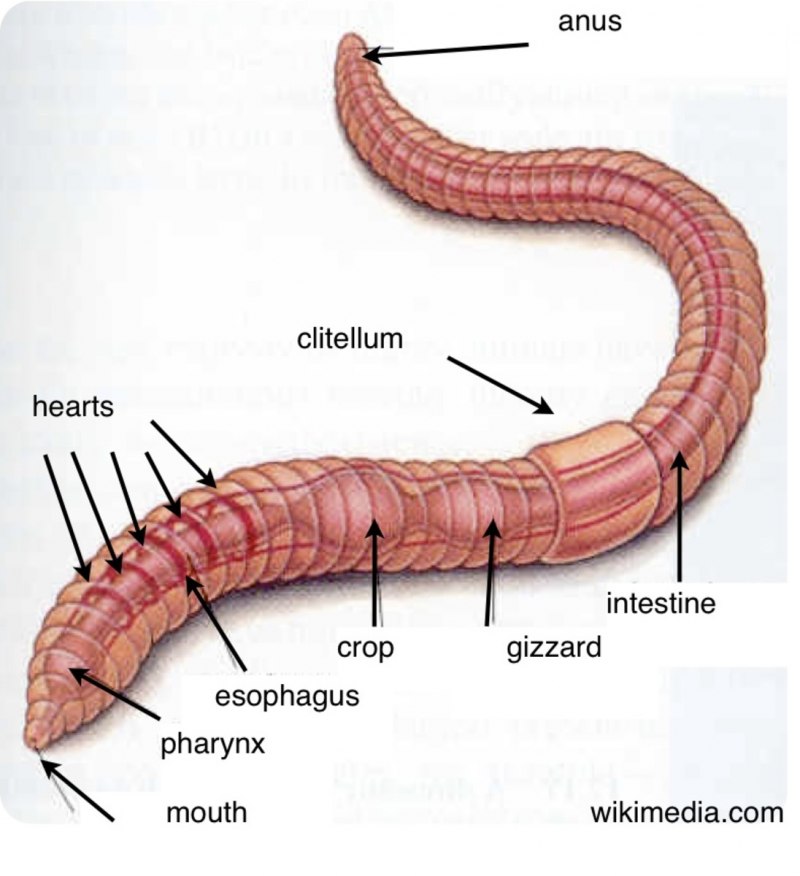 Worms черви