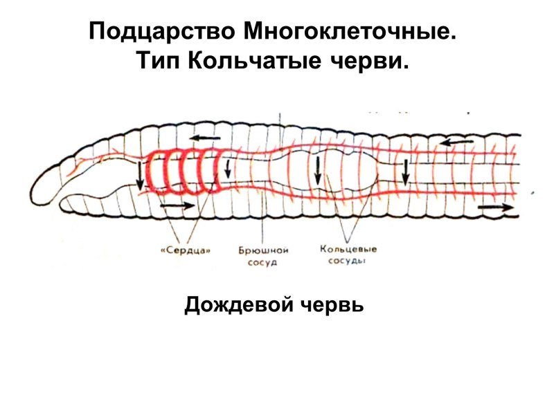 Малощетинковые кольчатые черви