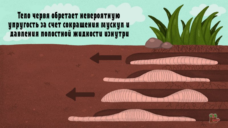 Цикл развития Калифорнийского червя