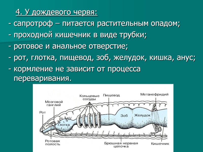 Цикл развития дождевого червя схема