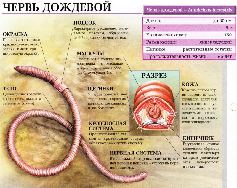 Дождевой червь Эйзения промежуточная